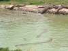 croc feeding